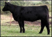 Hook hannibal xx bred.jpg
