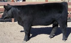Mudslide Heifer small.jpg