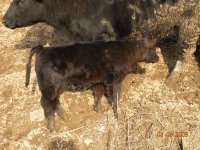 downsized Paddy Steer.JPG