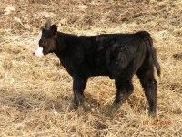 downsized Paddy heifer.JPG