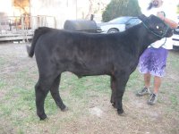 resized annas steer10.JPG