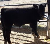 clipped calves 22609 018.JPG