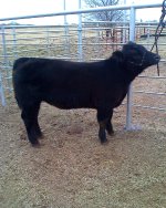 Braeheifer1.jpg