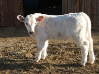 Tommy and calves 022.jpg