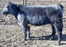 730T blue roan 3-13-2009.jpg