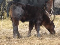 calf2.jpg