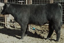 qb cattle pics 003.JPG