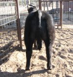 qb cattle pics 014.JPG