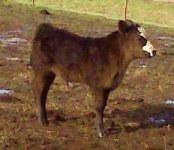 Snickers Calf.jpg