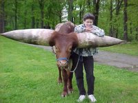 largest horns 2.jpg