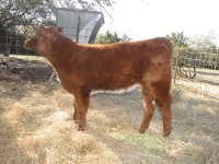 JPJ heifer pic.JPG