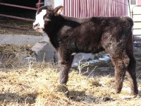 calf pics 026.jpg