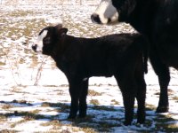 calf pics 017.jpg