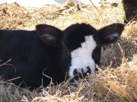 calf pics 050.jpg