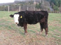 Erik's Simmi Heifer 001.jpg