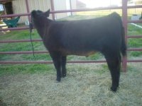 black calves 038.JPG