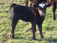 Dream On Heifer 6 Weeks.jpg