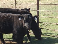 Angus Head Shot.jpg