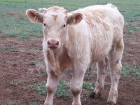 10-12 welder and calves 147.JPG