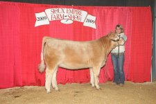 Char X Heifer at Sioux Falls 1-09    25.JPG