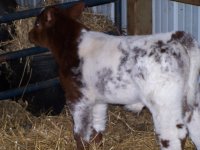 spring 2009 calves 011.jpg