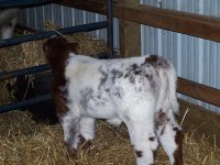 spring 2009 calves 012.jpg