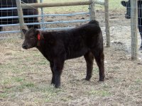manchild heifer PS.jpg