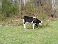 blacknwhitearticiceheifer411.jpg