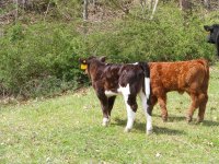 getitdoneheifer411.jpg