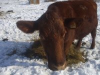 snowycalves 023.jpg