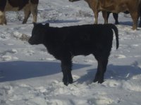 snowycalves 028.jpg