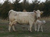 IMG_3614 ---702-april calf---copy.jpg