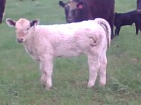 Smoke Heifer--702--heifer Brian Vech --.jpg
