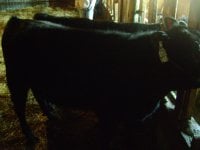 black heifer.jpg