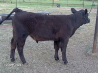 calves 2009 012.JPG