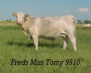 Freds Miss Tomy 9910.jpg