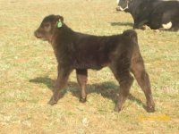 Naughty Pine Heifer.2.jpg