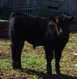 bg calf.JPG
