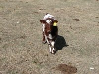 B cows 022 - Copy.JPG