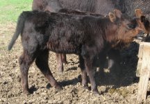 Tate Calves 3-09 514.JPG