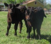 Tate Calves 3-09 510.JPG