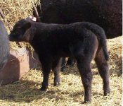 Ring of Fire heifers.JPG