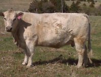 Char. cow.jpg