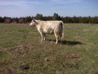 Char. cow 2.jpg