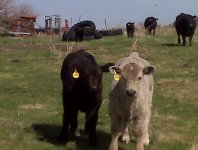 two paddy calves.jpg