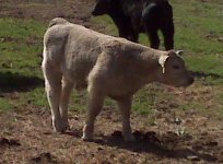 Paddy calf.jpg