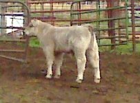 Alpha Char Calf 1.jpg