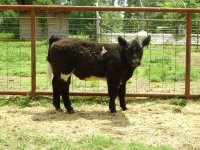 Crossbred steers 2009 005.jpg