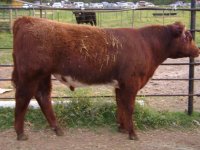 cross bred steers  2 004.jpg