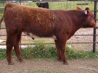 cross bred steers  2 005.jpg